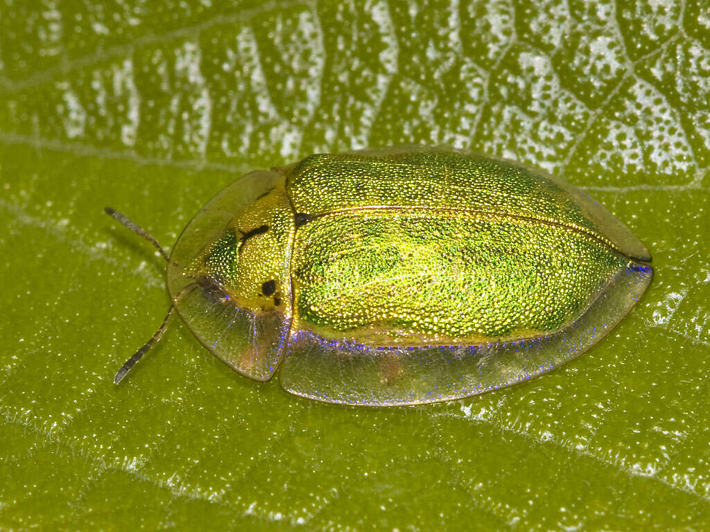 Слика од Physonota helianthi (Randall 1838)