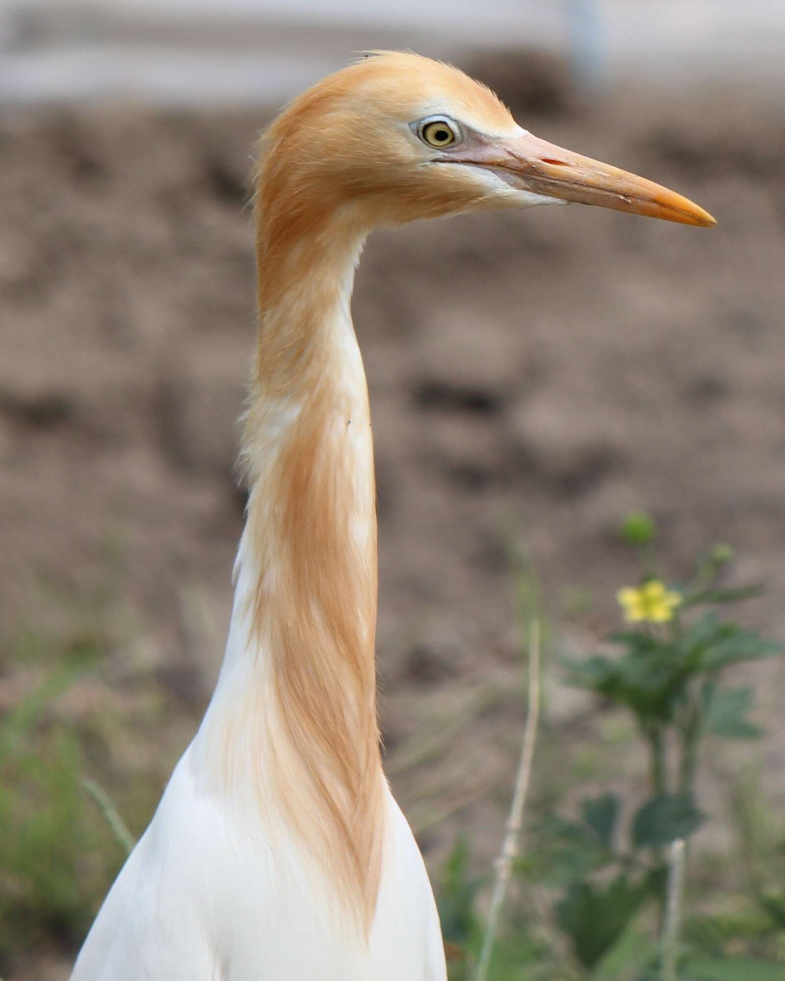 Image of Eastern Cattle Egret