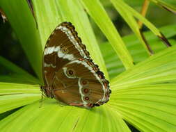 Image of Blue-banded Morpho Butterfly