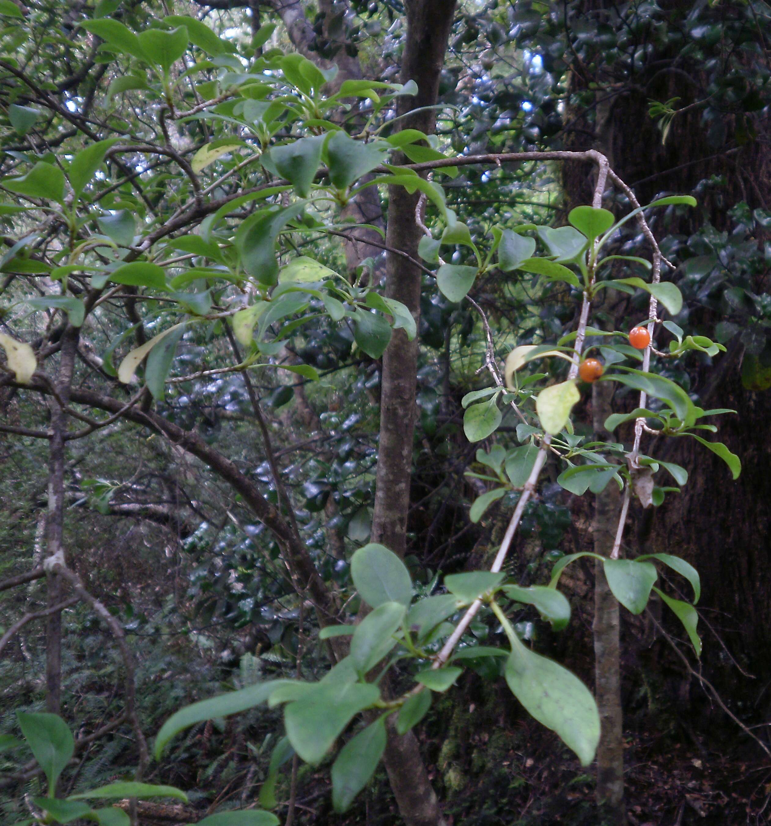 Image of Coprosma foetidissima J. R. Forst. & G. Forst.