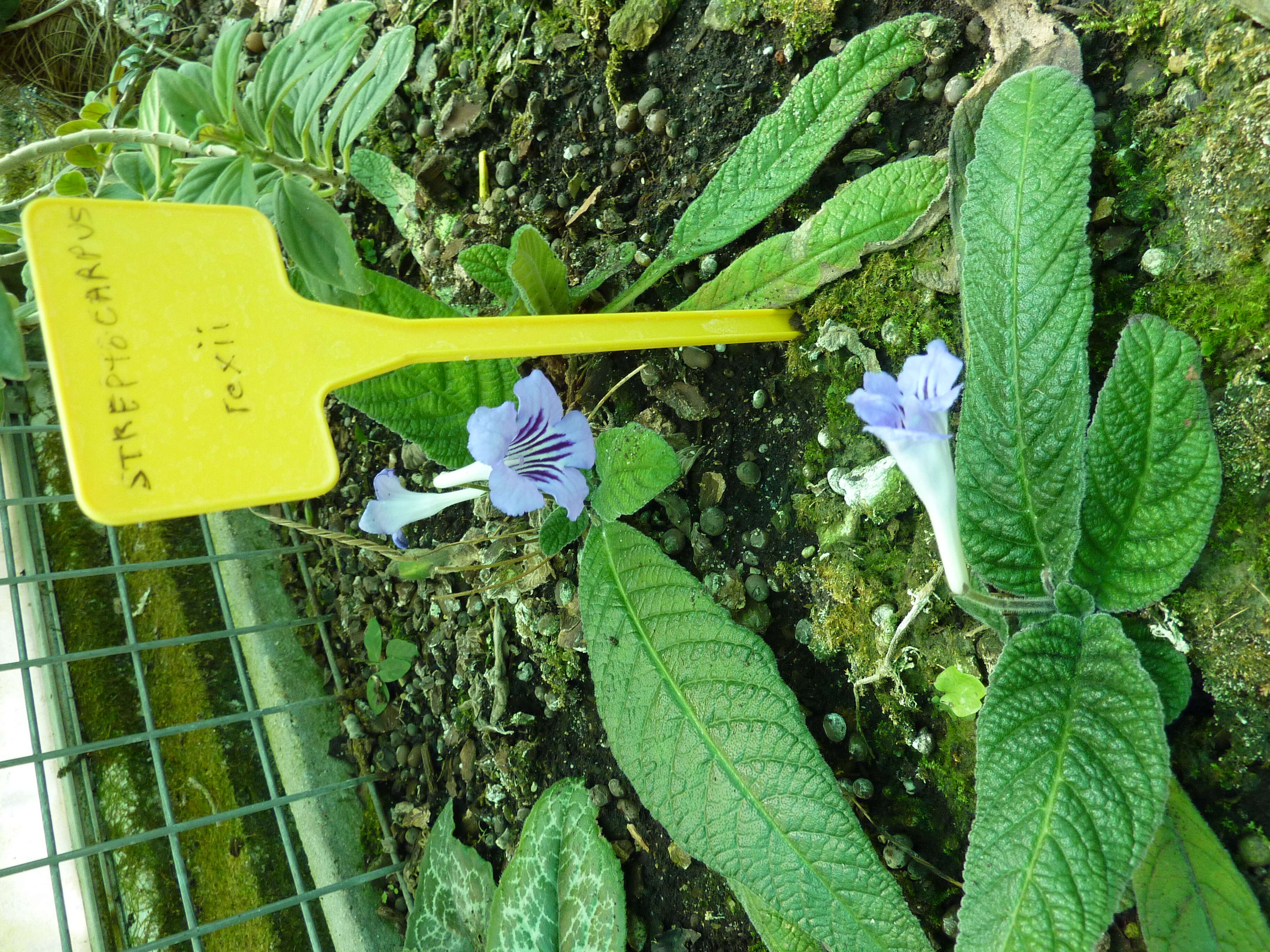 Image of Streptocarpus rexii (Hook.) Lindley