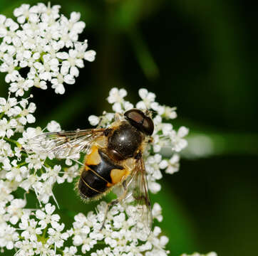 Image of <i>Eristalis horticola</i>