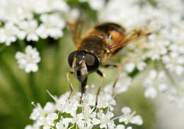 Слика од <i>Eristalis horticola</i>