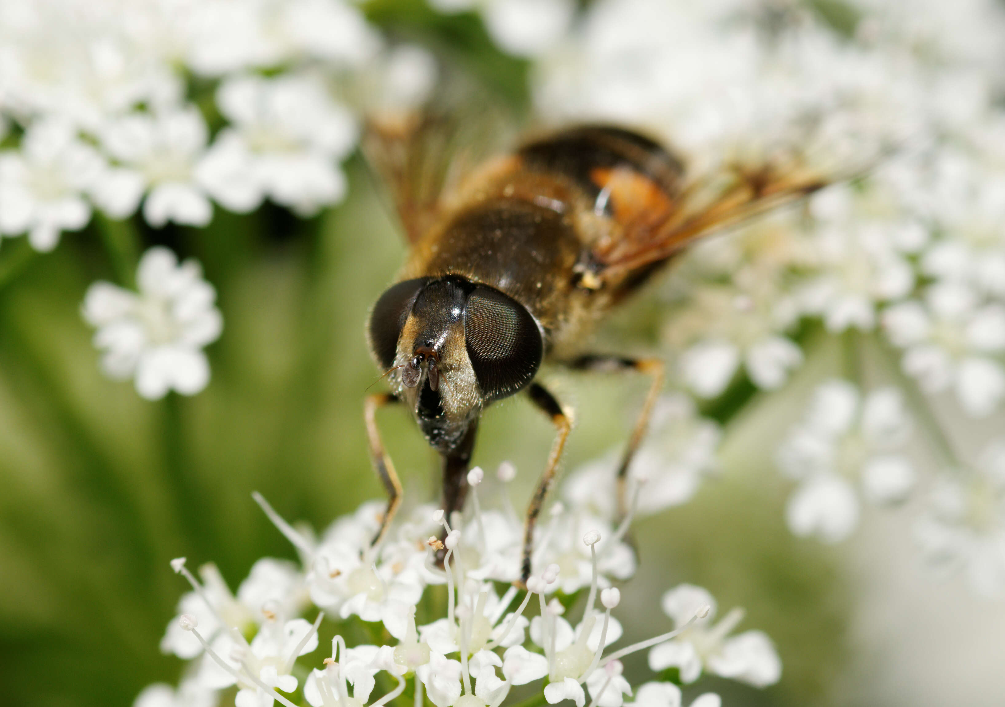 Image of <i>Eristalis horticola</i>