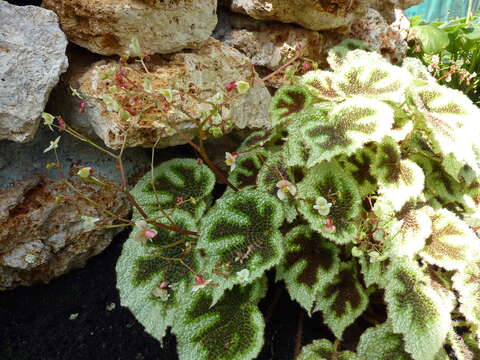 Image of Begonia masoniana Irmsch. ex Ziesenh.