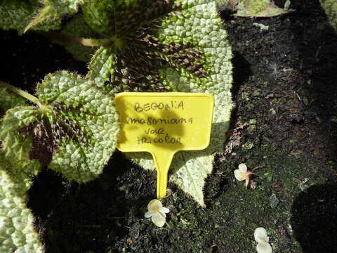 Image of Begonia masoniana Irmsch. ex Ziesenh.