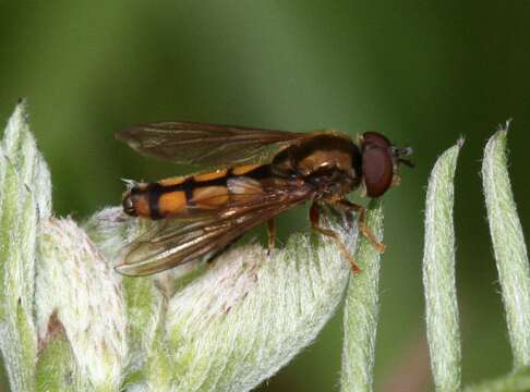 Image of Platycheirus scambus (Staeger 1843)