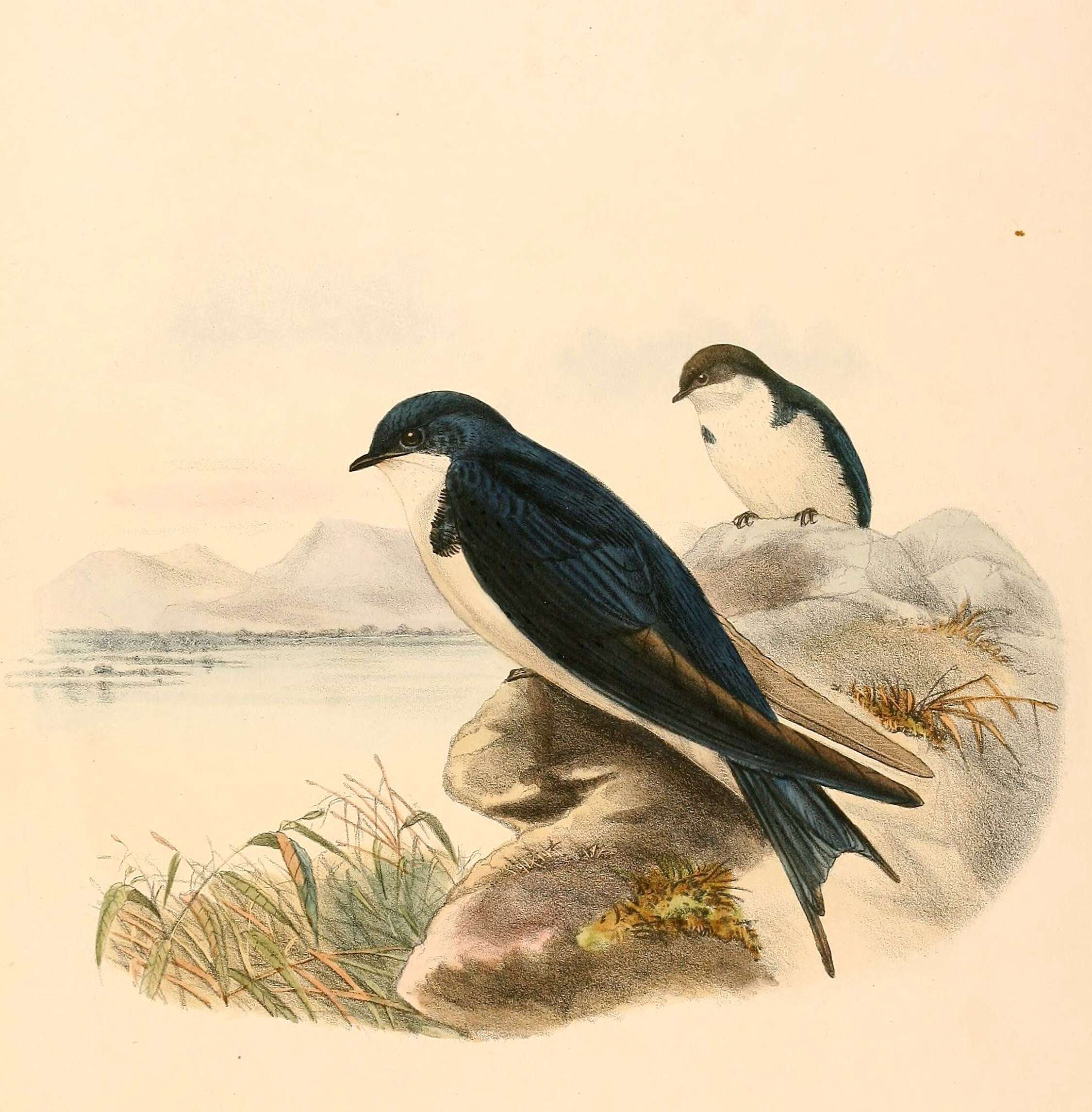 Слика од Hirundo dimidiata Sundevall 1850