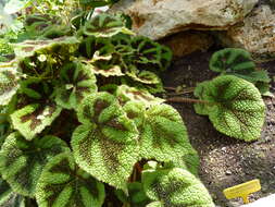 Image of Begonia masoniana Irmsch. ex Ziesenh.