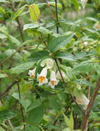 Imagem de Dipelta yunnanensis Franch.