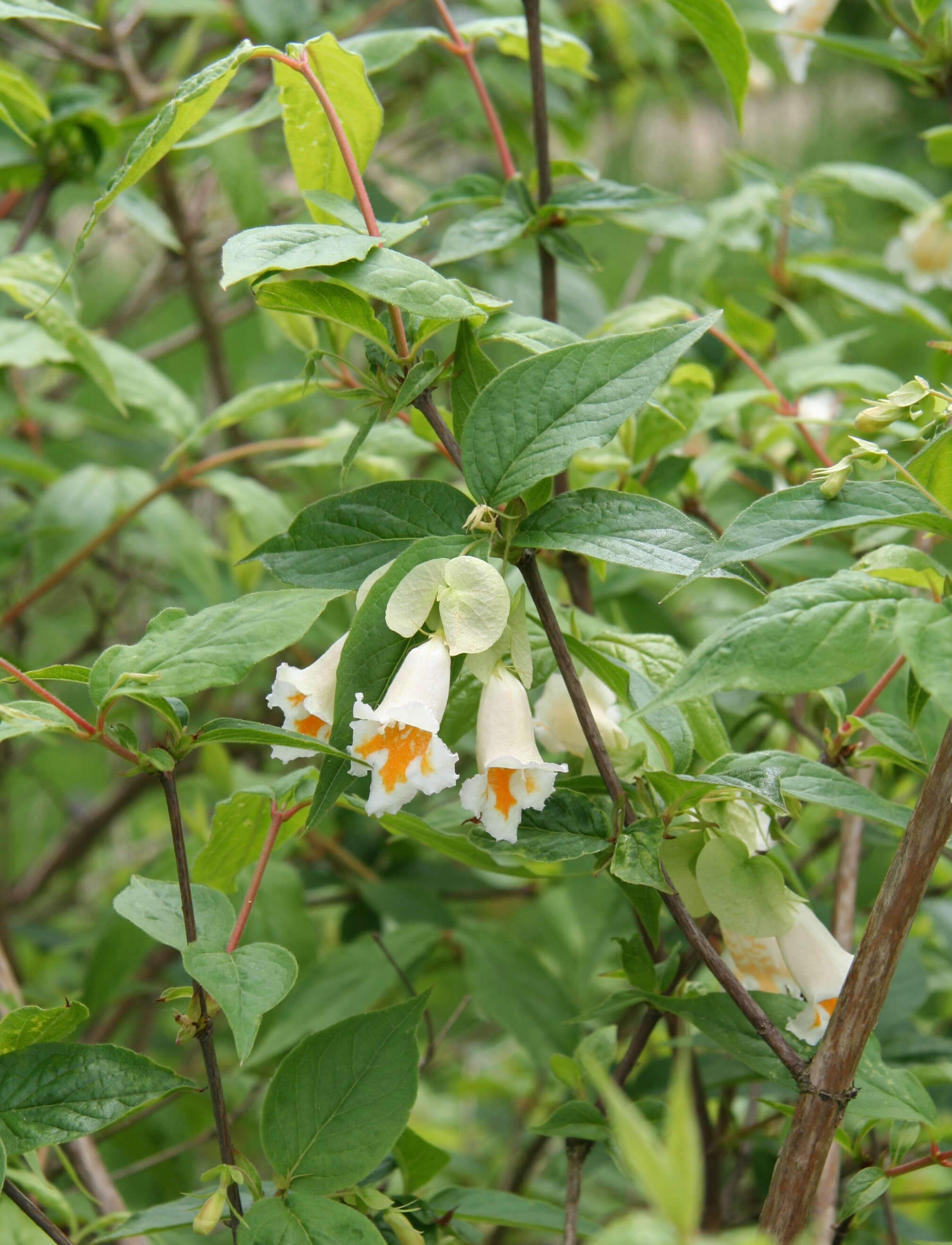 Imagem de Dipelta yunnanensis Franch.