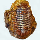 Image of Phacops fecundus
