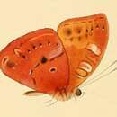 صورة Euriphene amicia Hewitson 1871