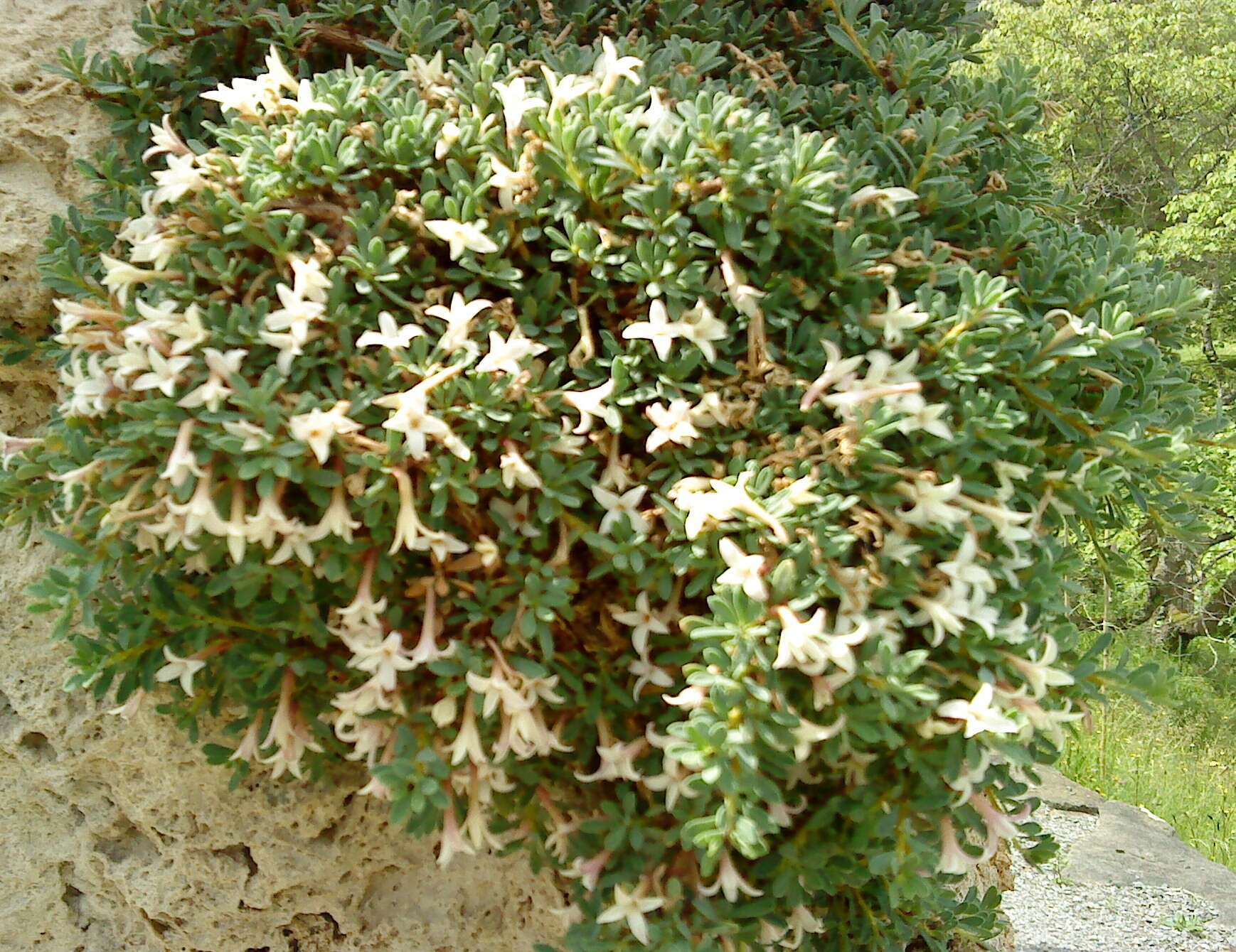 Image of Daphne jasminea Sibth. & Sm.