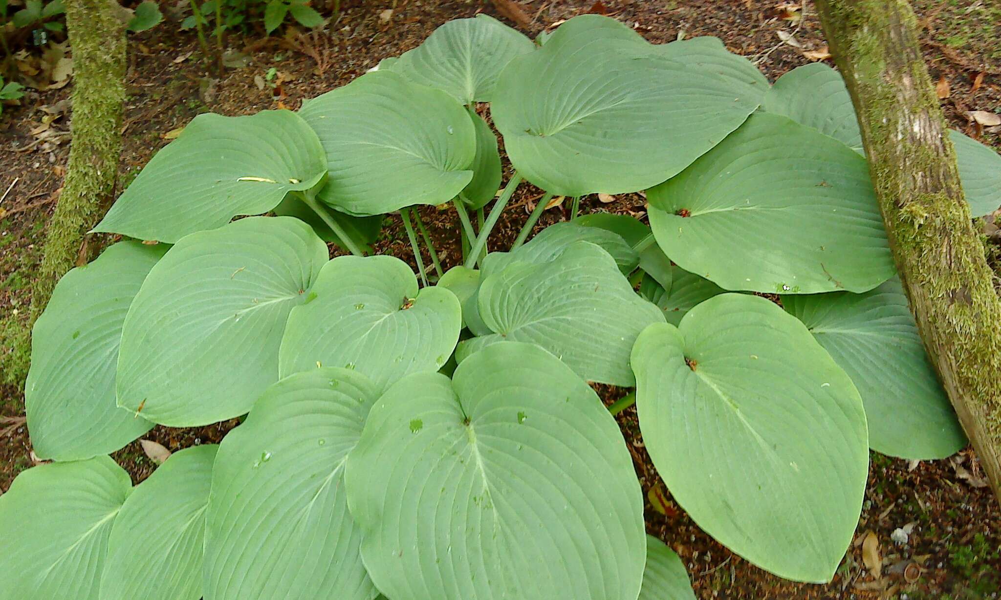 Imagem de Hosta sieboldiana var. sieboldiana