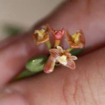 Image of Dendrobium distichum (C. Presl) Rchb. fil.