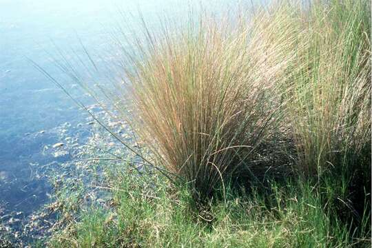 Image of Bunch Cord Grass