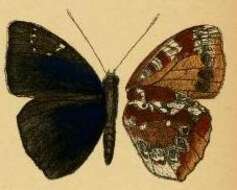 صورة Euriphene grosesmithi Staudinger 1891