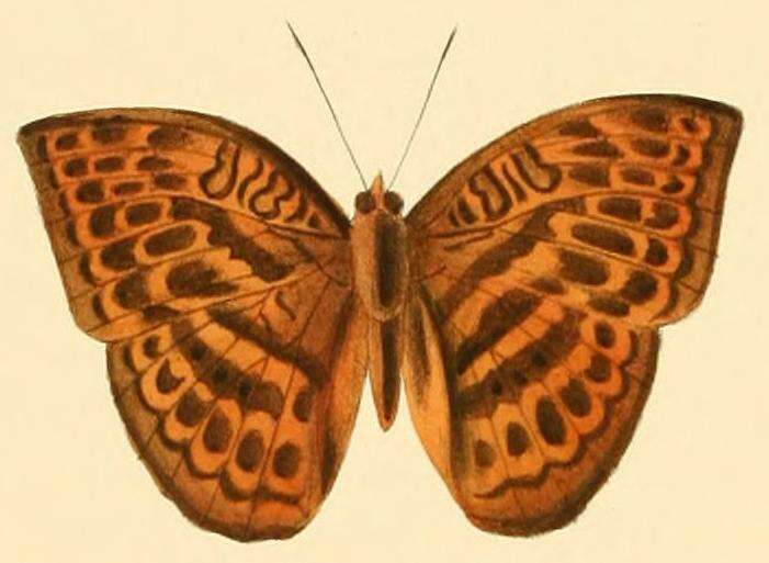 Image of Bebearia oxione Hewitson 1866