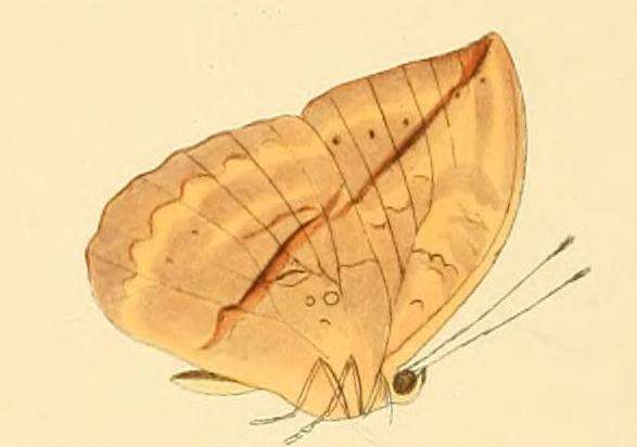 Image of Bebearia oxione Hewitson 1866