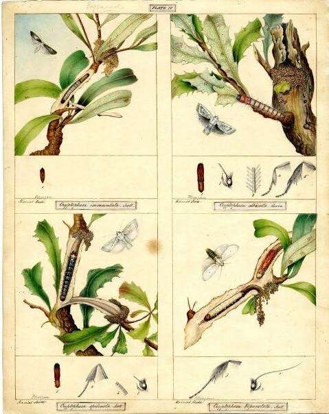 Plancia ëd Cryptophasa albacosta Lewin 1805