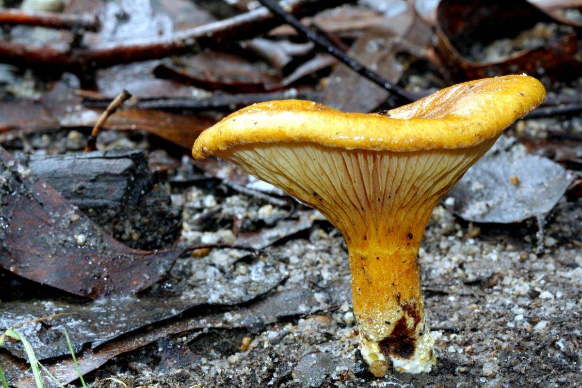 Plancia ëd Austropaxillus infundibuliformis (Cleland) Bresinsky & Jarosch 1999