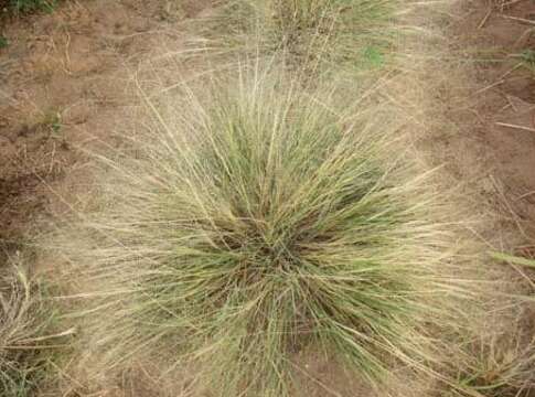 Image of Texas dropseed