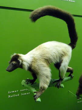 Image of Black-and-white Ruffed Lemur