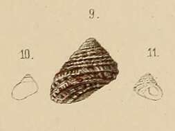 Image of Herpetopoma pauperculum (Lischke 1872)