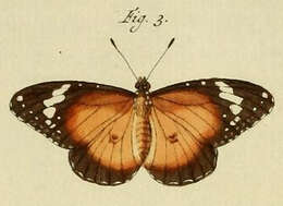 Image of Danaus petilia