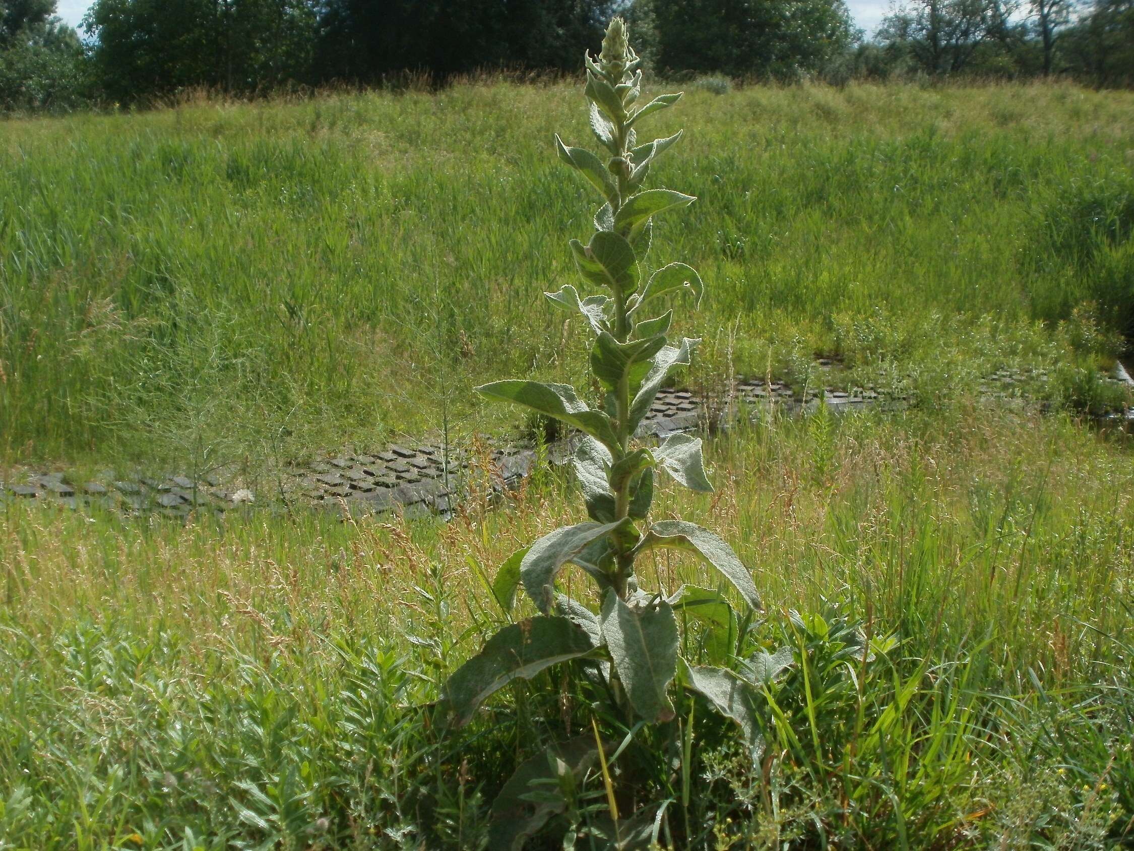 Image of Great Mullein