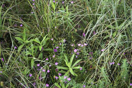 Image of sandplain false foxglove