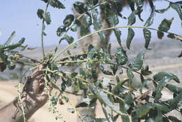 Image of Boswellia elongata Balf. fil.