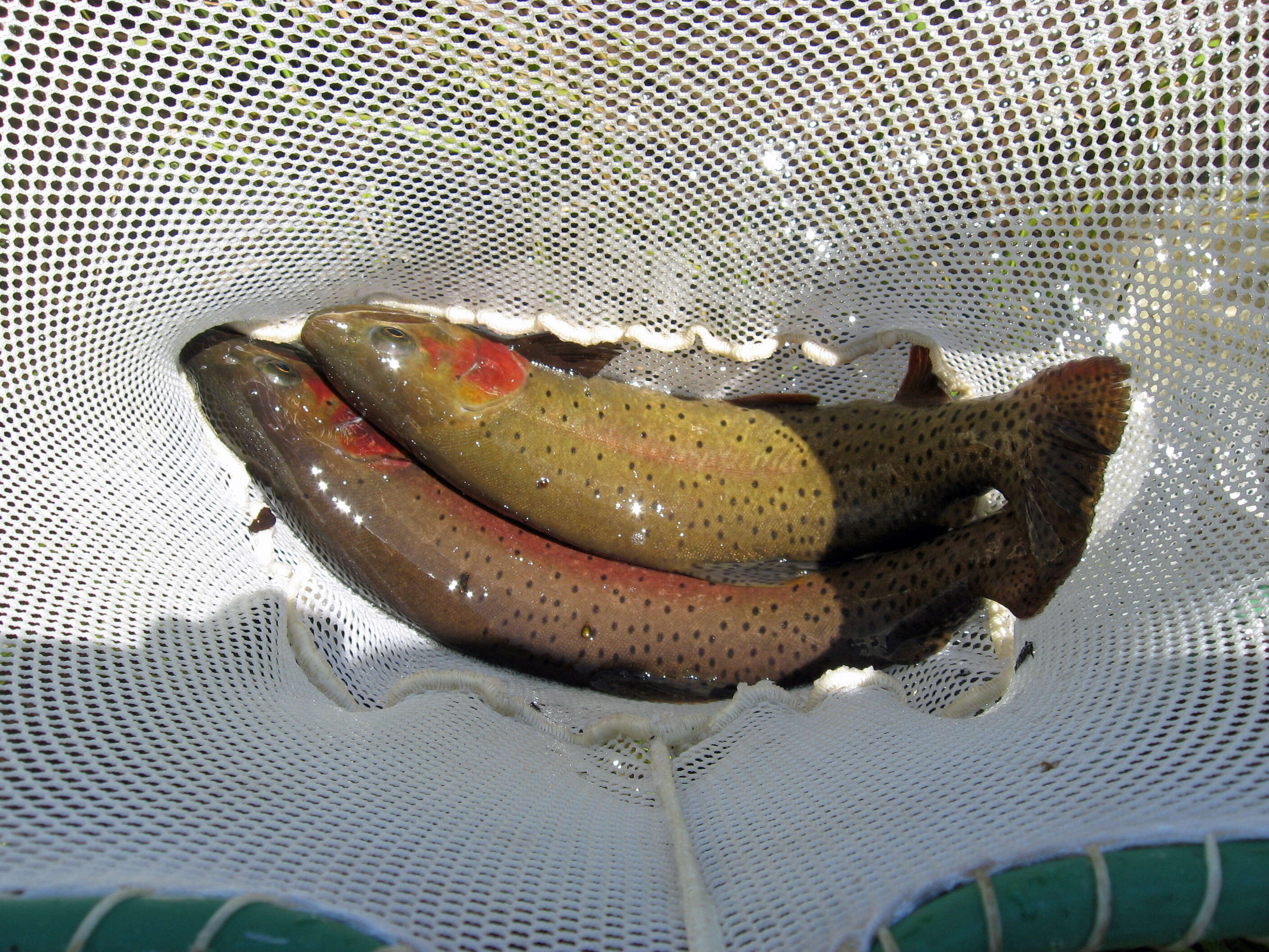 Image of Oncorhynchus clarki lewisi