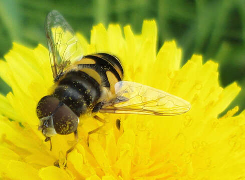 Image of Eristalis dimidiata Wiedemann 1830