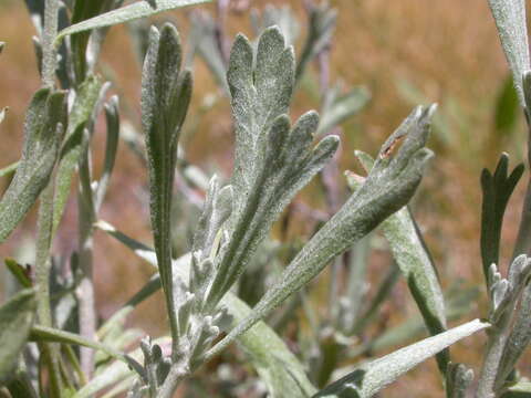 Image of timberline sagebrush