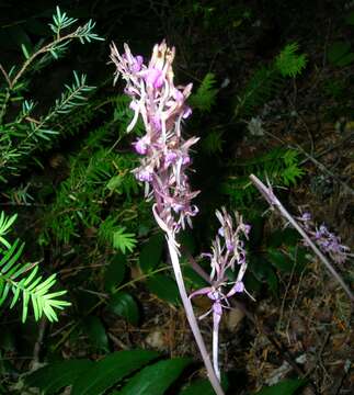 Image of Pacific coralroot