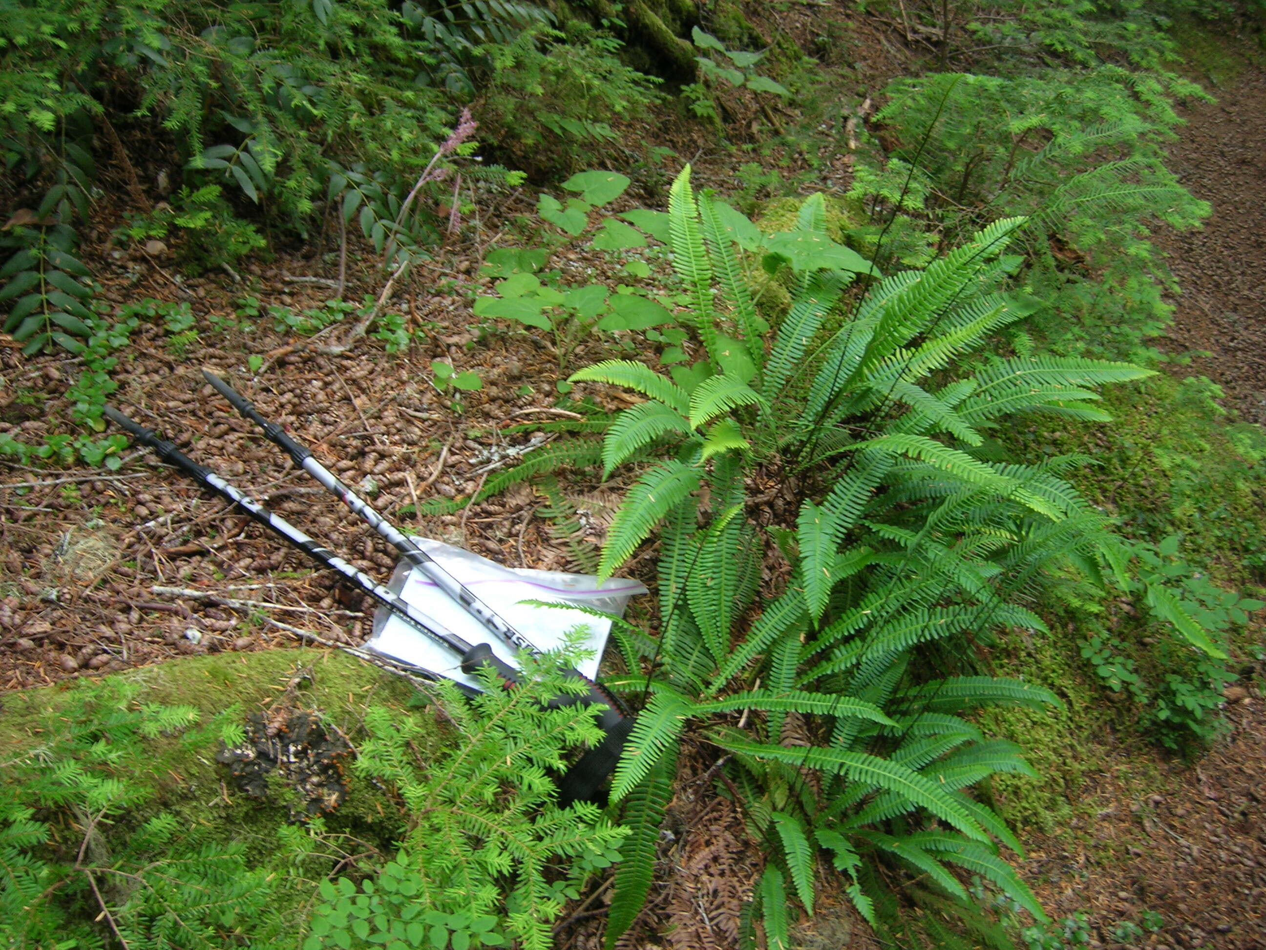 Image of Pacific coralroot