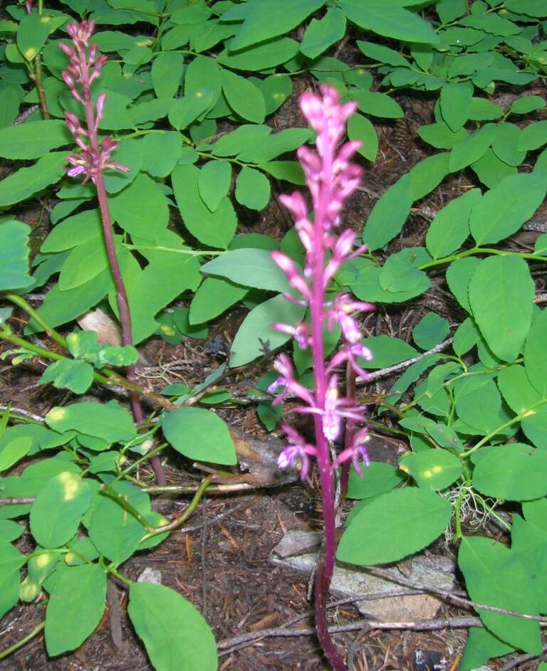 Image of Pacific coralroot