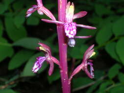 Corallorhiza mertensiana Bong.的圖片