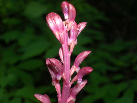 Corallorhiza mertensiana Bong.的圖片