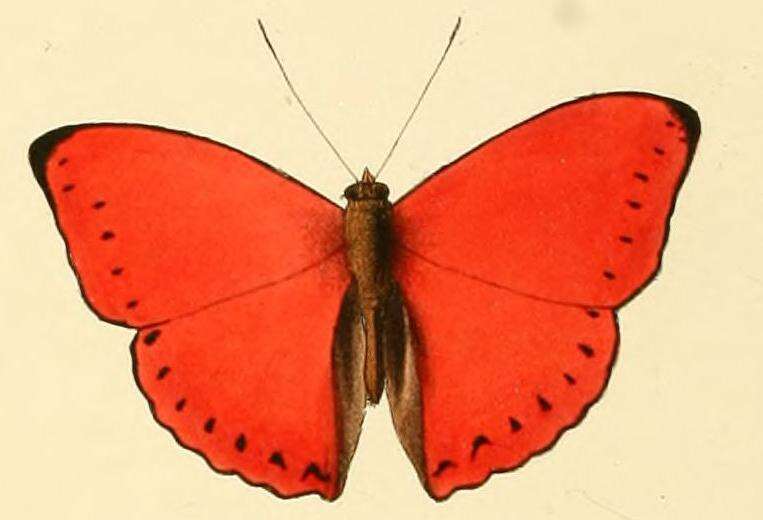 Imagem de Cymothoe coccinata Hewitson 1874