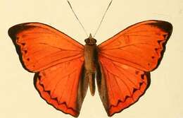 Imagem de Cymothoe coccinata Hewitson 1874