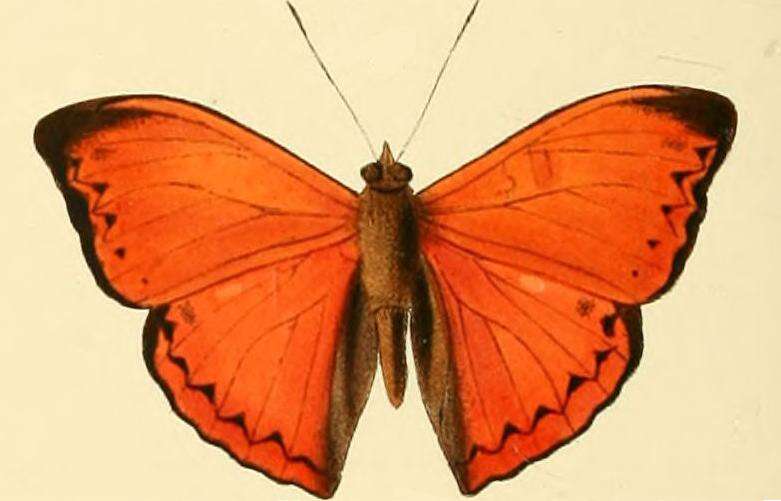 Imagem de Cymothoe coccinata Hewitson 1874