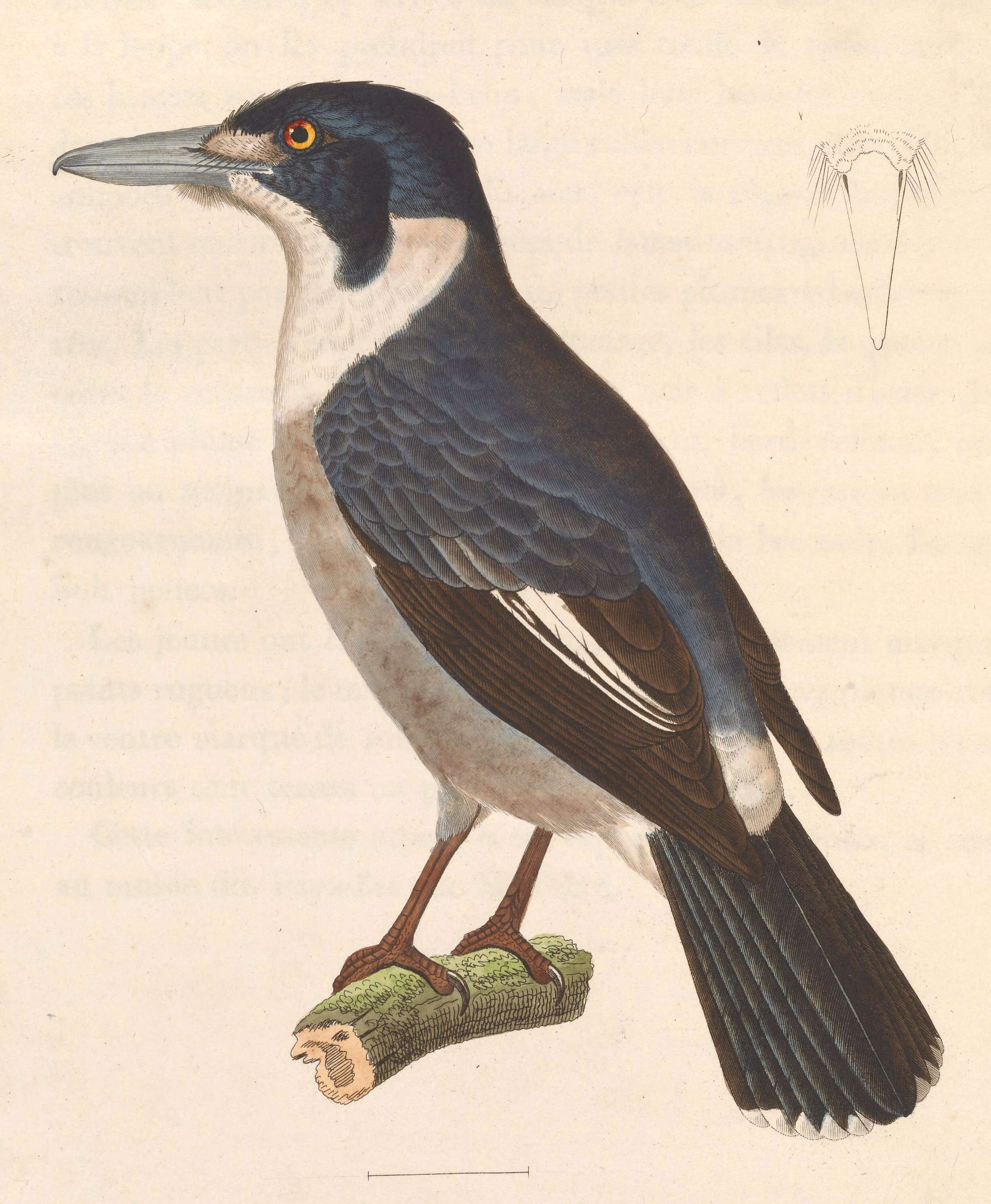 Image of Butcherbird