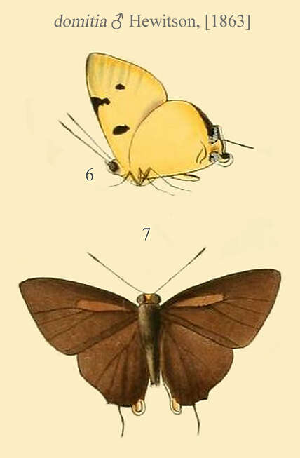 Image of Rapala domitia (Hewitson (1863))