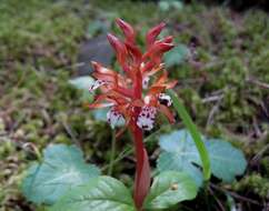 Image of Spotted coralroot