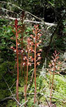 Image of Spotted coralroot