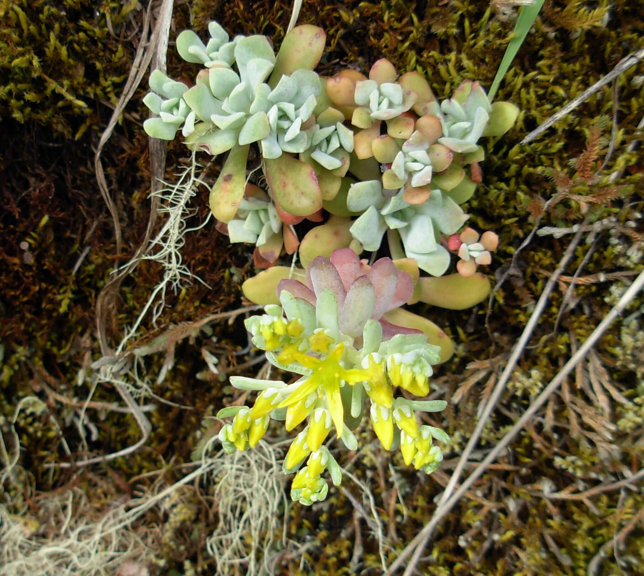 Image of Pacific stonecrop