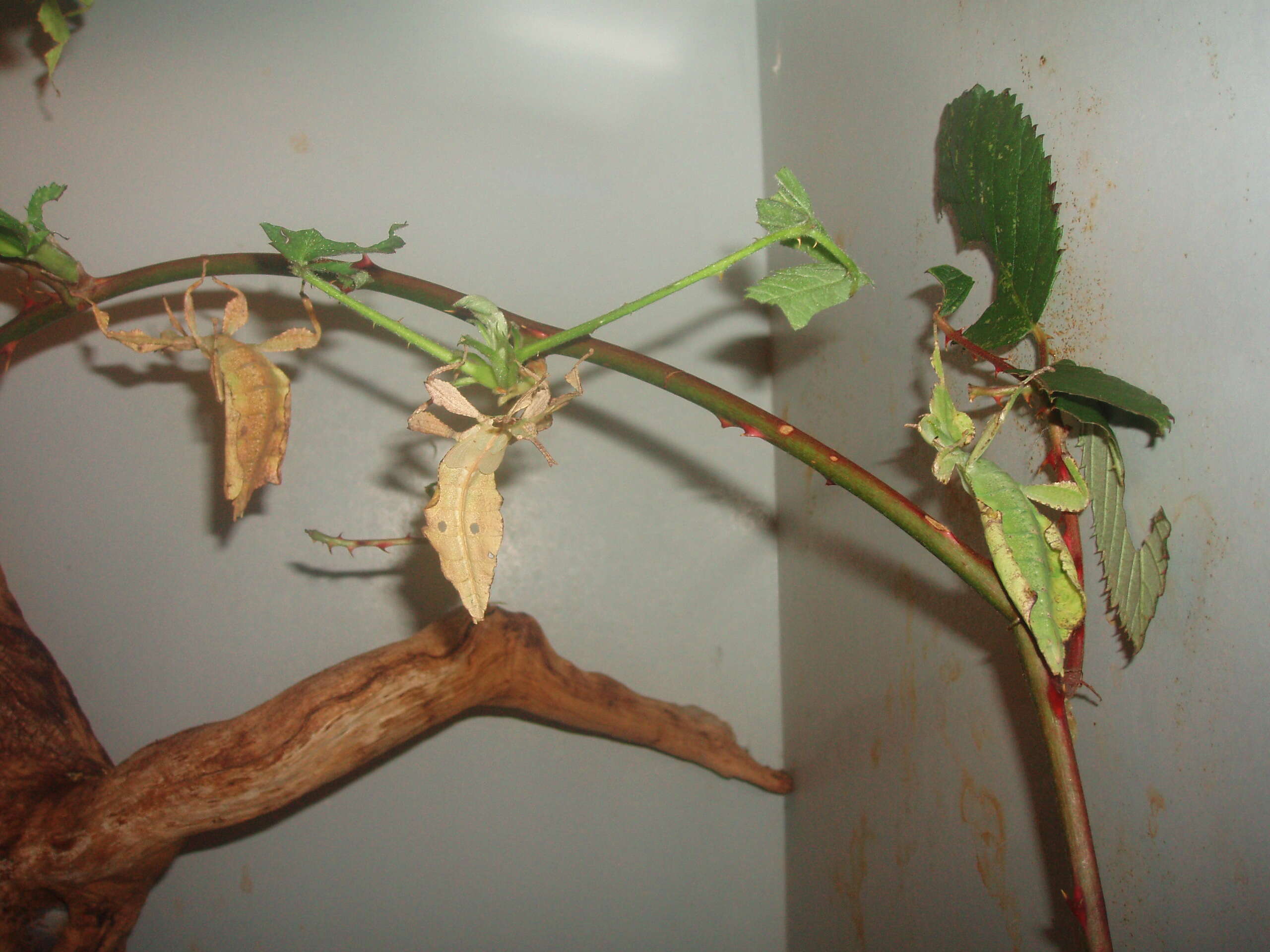 Image of Leaf insects